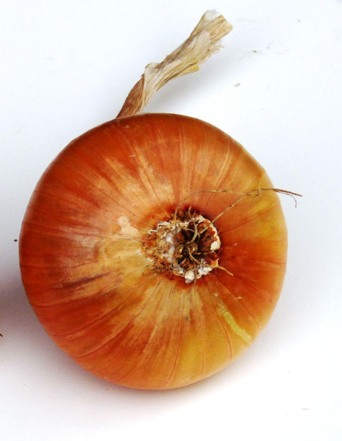 Fusarium basal rot onion